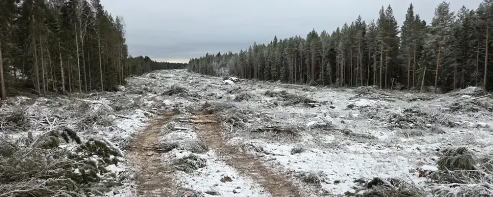 Totalt ska cirka 1 300 hektar skog röjas längs sträckan. Foto: Trafikverket