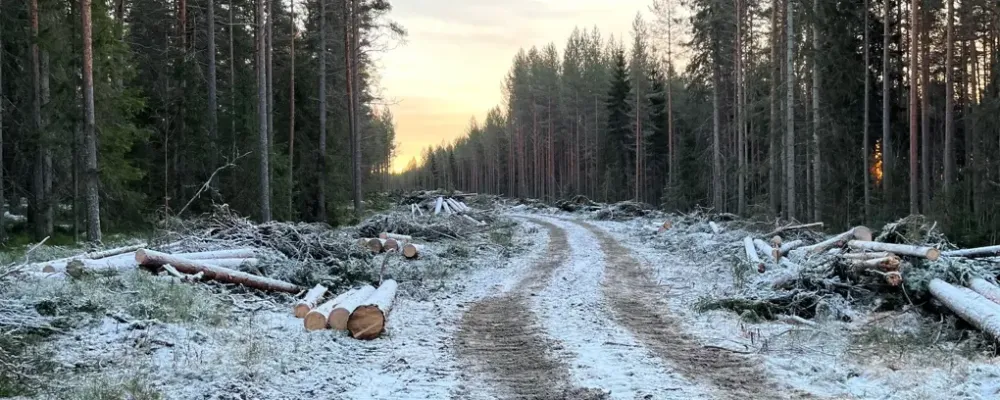 Avverkningsentreprenaden omfattar ungefär 25 procent av den totala avverkningen för Norrbotniabanan mellan Dåva–Skellefteå och har pågått sedan sommaren 2025. Foto: Trafikverket