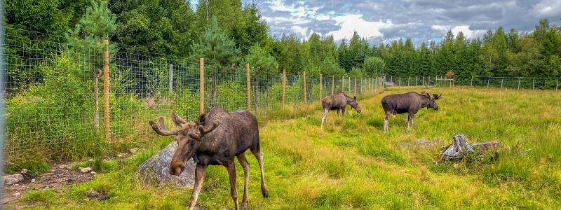 Resultaten från de genomförda testerna är lovande och kan påverka utvecklingen av framtida varningssystem för vilt. Foto: Melvin/Unsplash