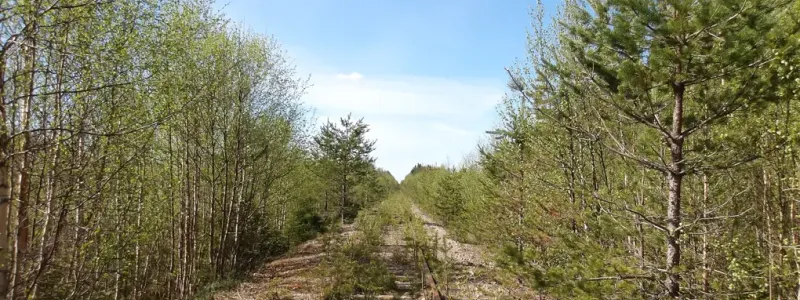 Trafikverket påbörjar i sommar vegetationsröjning på järnvägen Morjärv–Karungi–Haparanda. Foto: Trafikverket