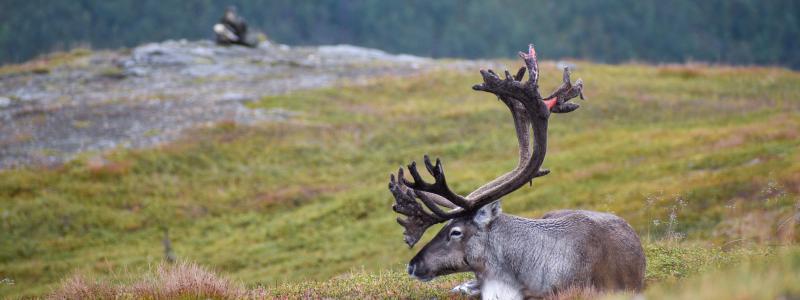 Foto: guillaume coue/unsplash