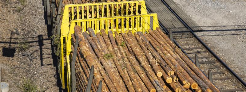 2025 transporterades 3,1 miljoner kubikmeter rundved på järnväg, vilket är den högsta volymen någonsin för företaget. Foto: SCA.