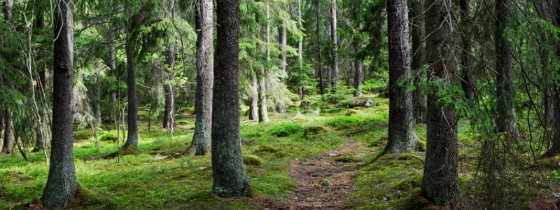 Här ska Norrbotniabanans sträcka mellan Dåva och Skellefteå dras fram. Foto: Trafikverket