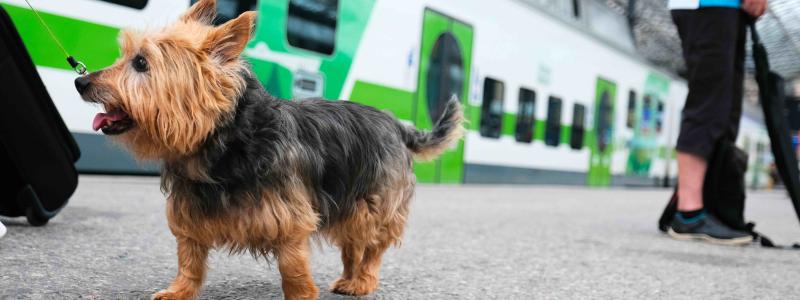 Lurvig passagerare vid stationen. Foto: VR, kredit: Pekka Keskinen