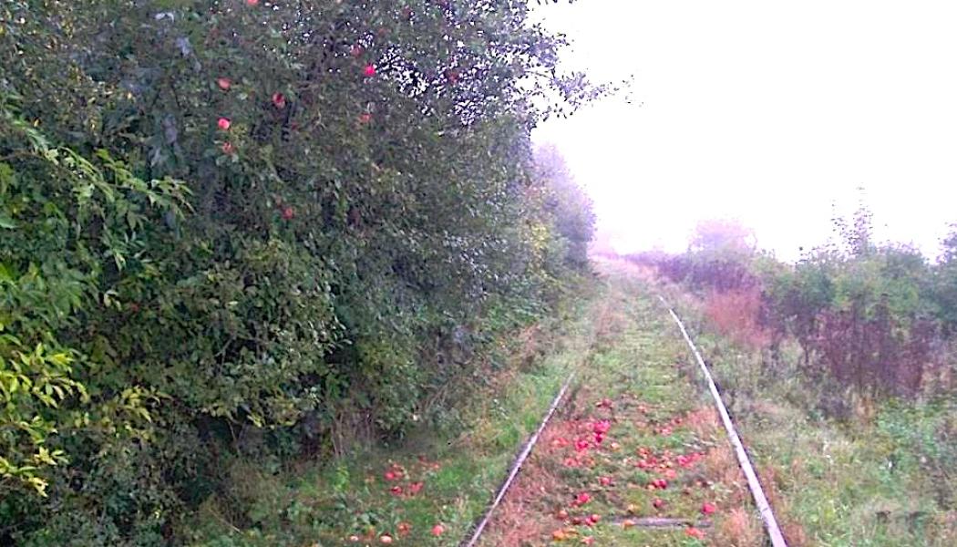 Sträckningen lockar med både promenader under äppelgrenar och cykelturer där man nästan kan plocka frukten direkt från sadeln. Foto: Banedanmark