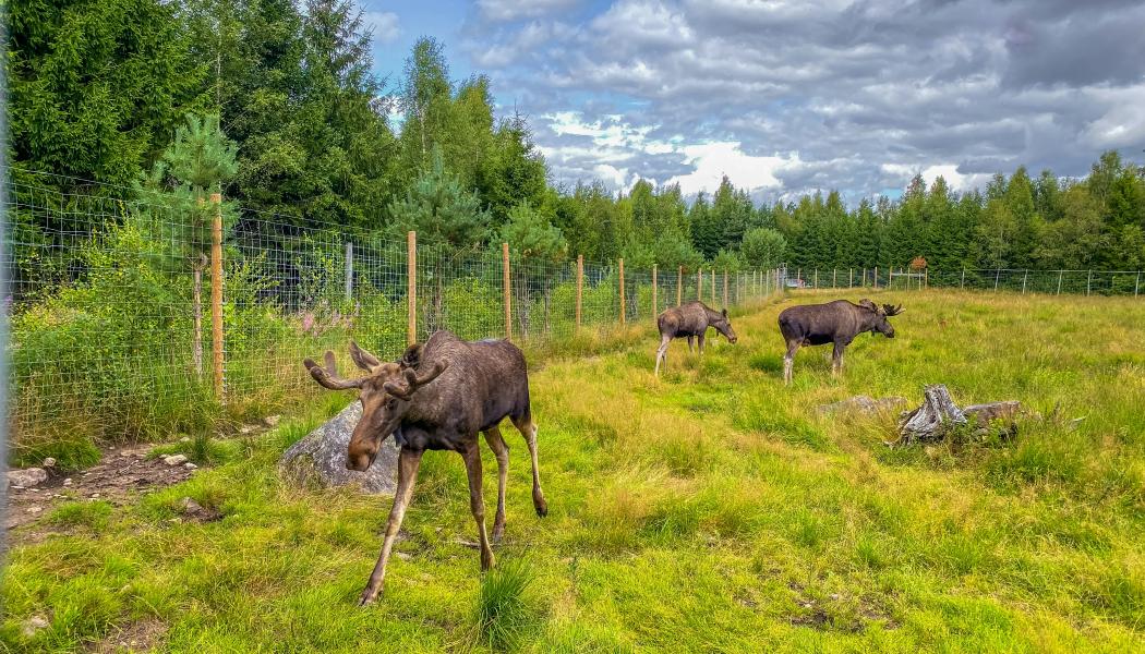 Resultaten från de genomförda testerna är lovande och kan påverka utvecklingen av framtida varningssystem för vilt. Foto: Melvin/Unsplash