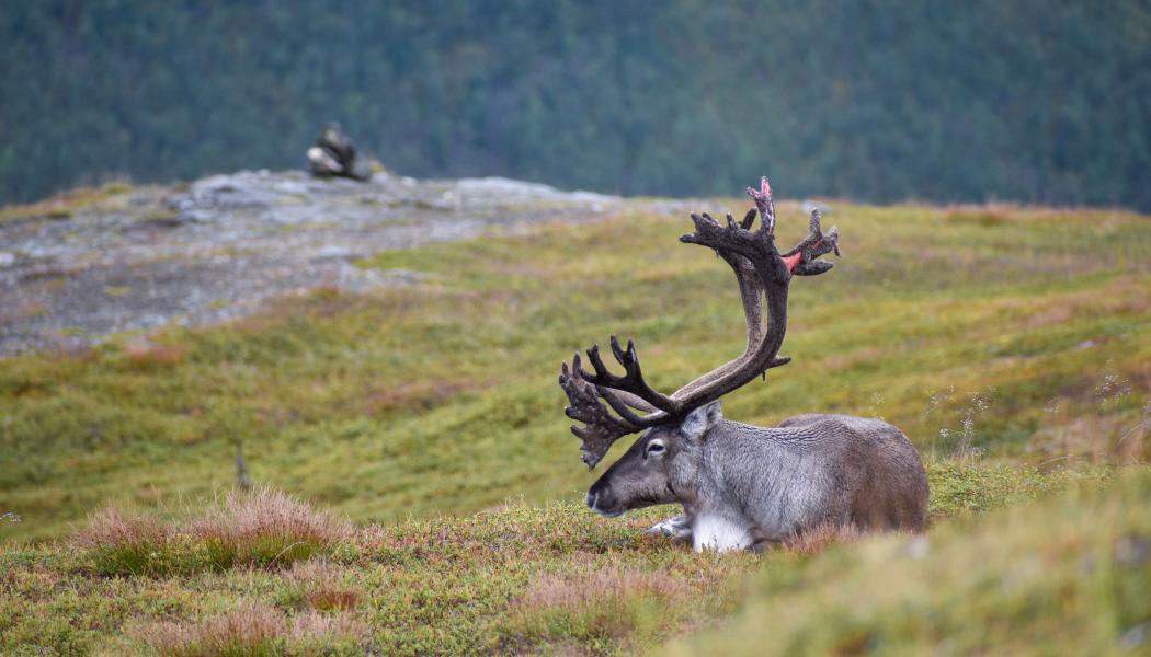 Foto: guillaume coue/unsplash