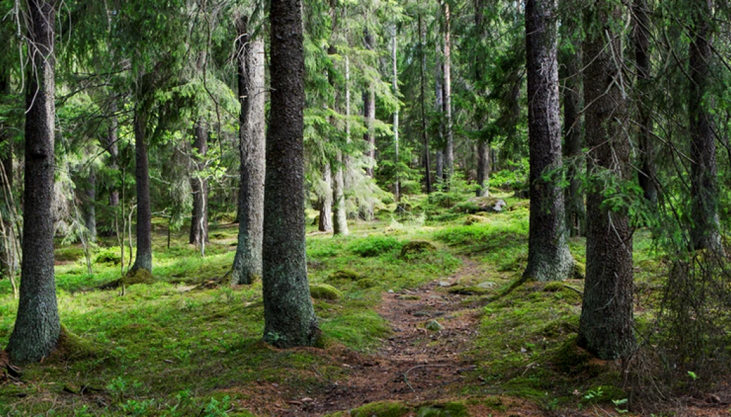 Här ska Norrbotniabanans sträcka mellan Dåva och Skellefteå dras fram. Foto: Trafikverket