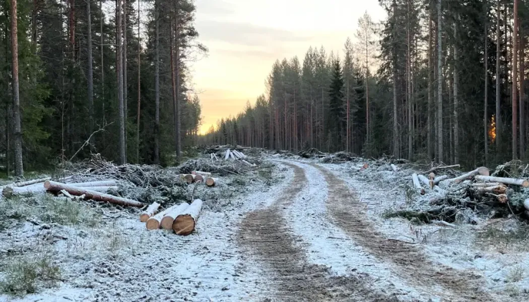 Avverkningsentreprenaden omfattar ungefär 25 procent av den totala avverkningen för Norrbotniabanan mellan Dåva–Skellefteå och har pågått sedan sommaren 2025. Foto: Trafikverket
