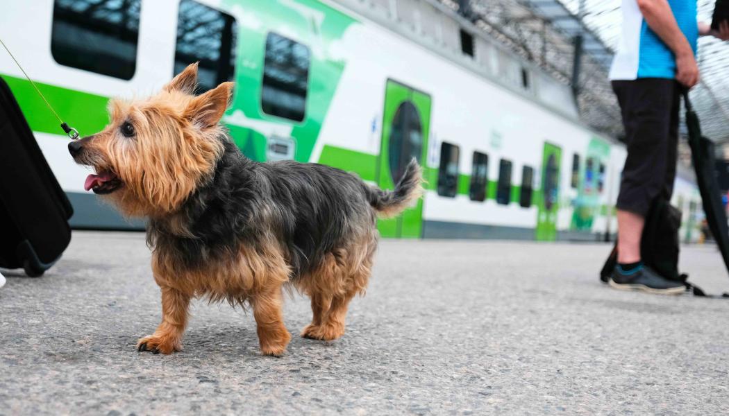 Lurvig passagerare vid stationen. Foto: VR, kredit: Pekka Keskinen