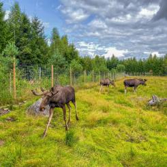Resultaten från de genomförda testerna är lovande och kan påverka utvecklingen av framtida varningssystem för vilt. Foto: Melvin/Unsplash