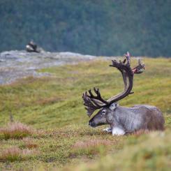 Foto: guillaume coue/unsplash