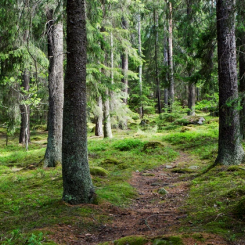 Här ska Norrbotniabanans sträcka mellan Dåva och Skellefteå dras fram. Foto: Trafikverket