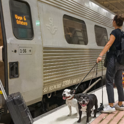 Under 2021 genomfördes 508 miljoner resor med järnväg, spårväg och tunnelbana. Foto: Trafikanalys