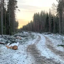 Avverkningsentreprenaden omfattar ungefär 25 procent av den totala avverkningen för Norrbotniabanan mellan Dåva–Skellefteå och har pågått sedan sommaren 2025. Foto: Trafikverket