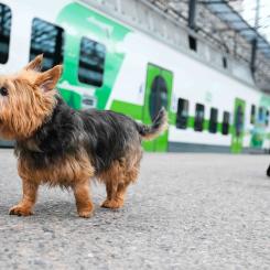 Lurvig passagerare vid stationen. Foto: VR, kredit: Pekka Keskinen